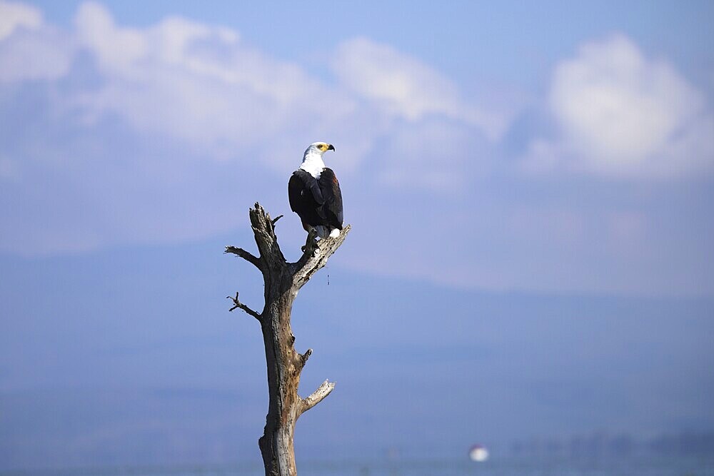 Lesser spotted eagle, Haliaeetus vocifer, on a tree stump at Lake Naivasha in Kenya
