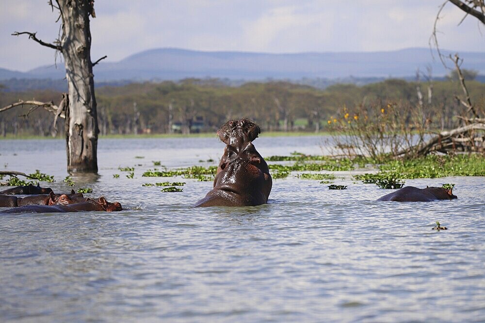 Hippopotamuses, Hippopotamidae, in Lake Naivasha in Kenya