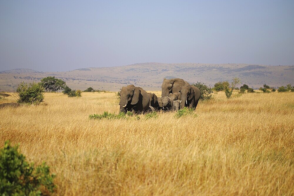 A family of elephants, Loxodonta africana, roams through the landscape of the Masai Mara in Kenya
