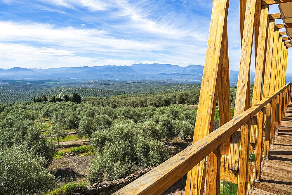 Wooden viewing platform, city Ubeda, view over endless olive tree fields to distant mountains, Ubeda, Andalusia, Spain
