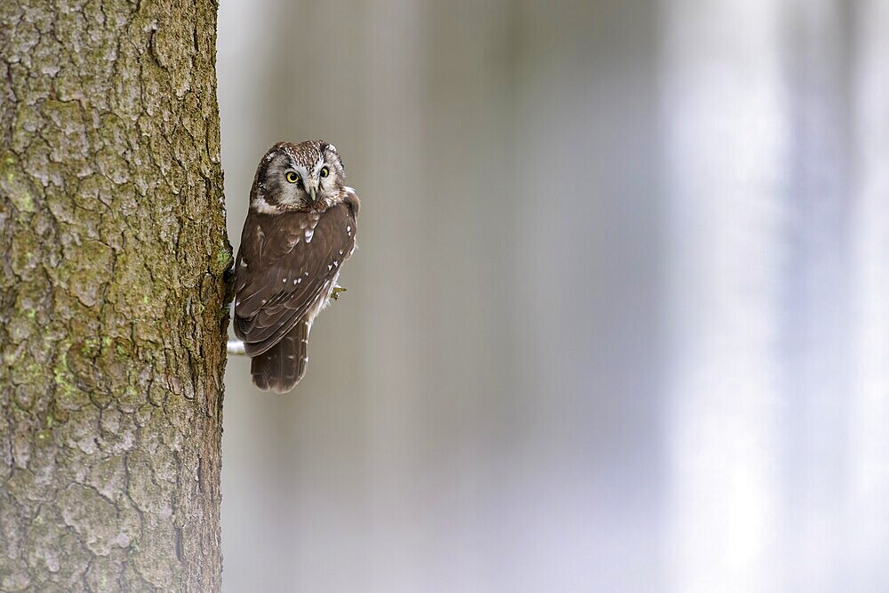 Great horned owl (Aegolius funereus), sitting close to a spruce trunk in a winter landscape, biosphere reserve, Swabian Alb, Baden-Württemberg, Germany