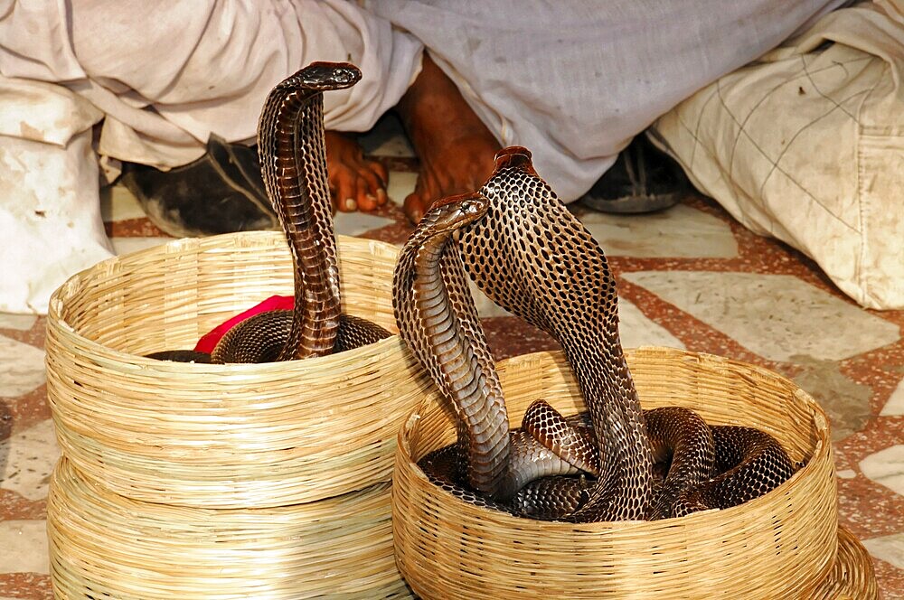 Jaipur, Rajasthan, India, Asia, Three cobras rise impressively from baskets, surrounded by people, North India