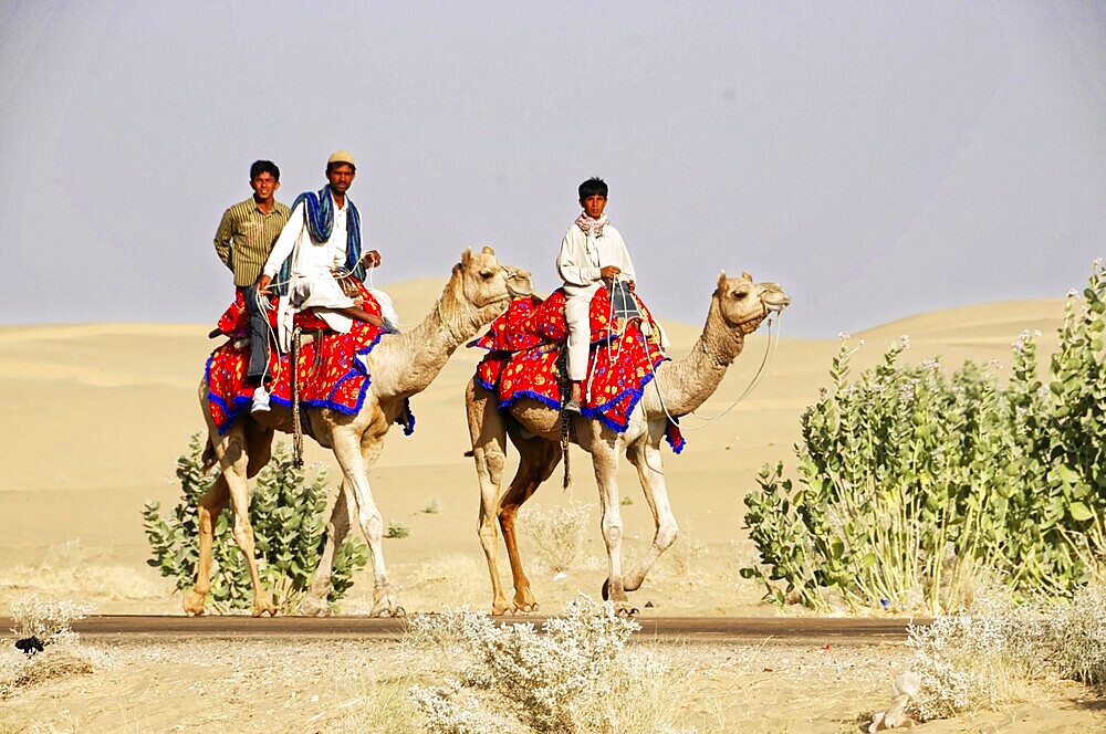 Camel riders travelling in the Thar desert, Sam, near Jaisalmer, Rajasthan, India, Asia, Three men riding camels in a sandy desert landscape, accompanied by sparse vegetation, North India