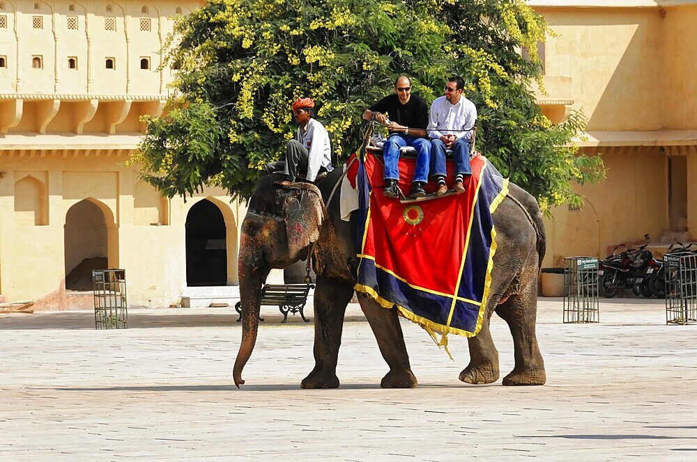 Jaipur, Rajasthan, India, Asia, People riding an elephant in front of a palace in India, framed by yellow architecture, North India