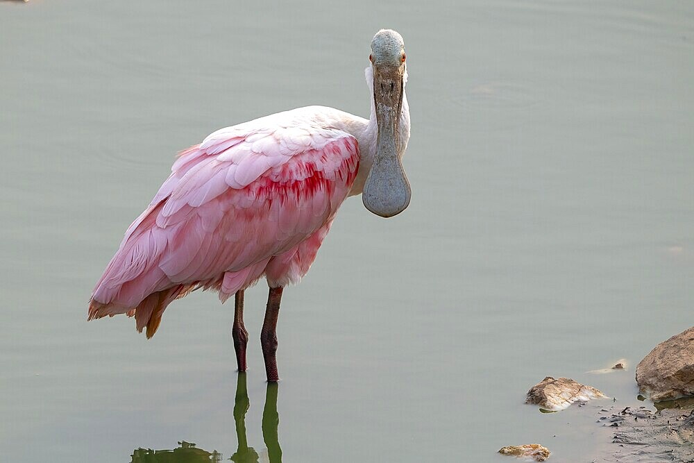 Roseate spoonbill (Ajaia ajaja), backlight, reflection, eye contact, Pantanal, inland, wetland, UNESCO Biosphere Reserve, World Heritage Site, wetland biotope, Mato Grosso, Brazil