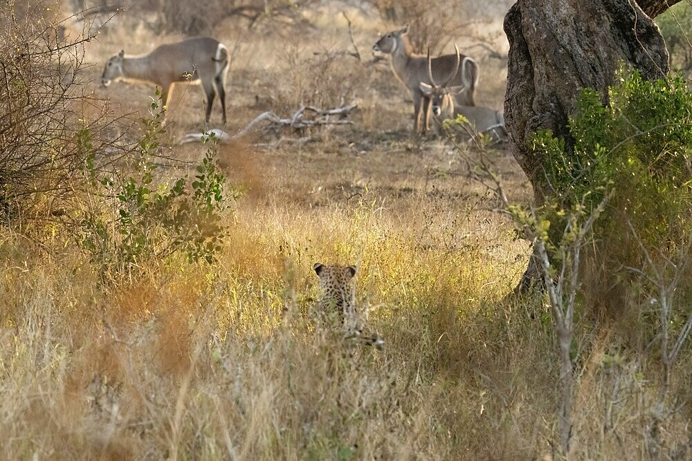 Panthera pardus, Kruger National Park, South Africa