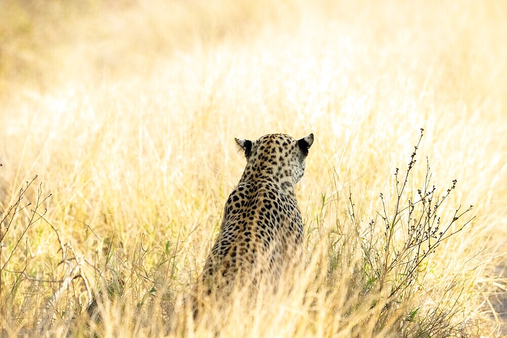 Panthera pardus, Kruger National Park, South Africa
