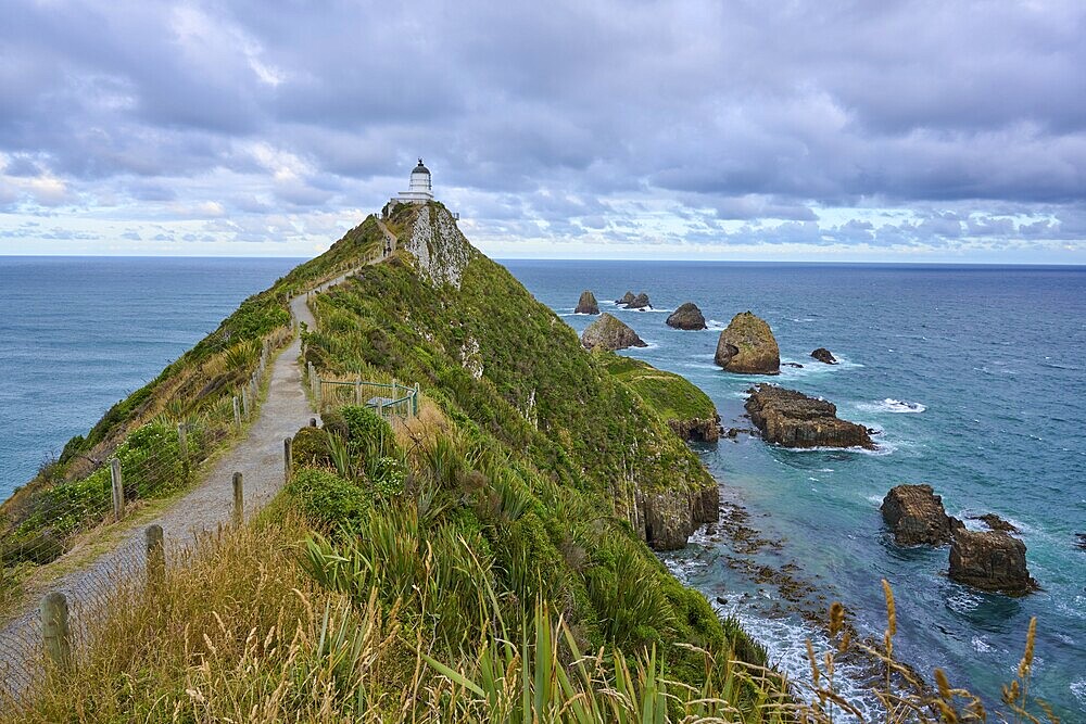 A path leads to a lighthouse on a grassy hill on a rocky coast, summer, Nugget Point Lighthouse, Ahuriri Flat, Otago, South Island, New Zealand