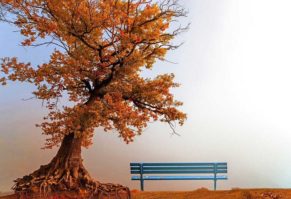 Beech tree with bench, Kellerwald, North Hesse, Germany