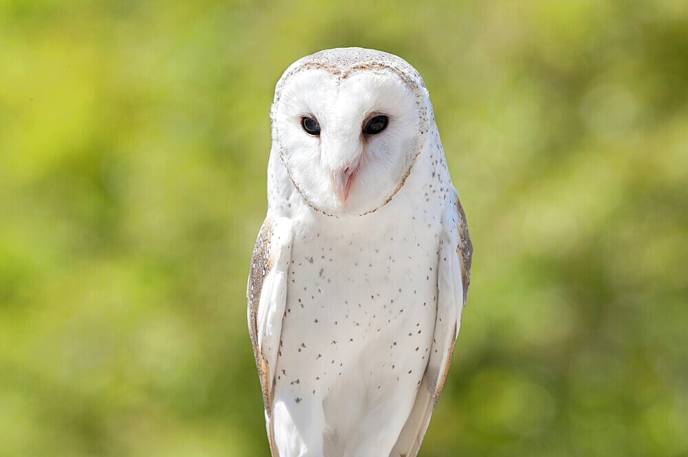 Barn Owl (Tyto alba), Lone Pine Koala Sanctuary, Brisbane, Queensland, Australia