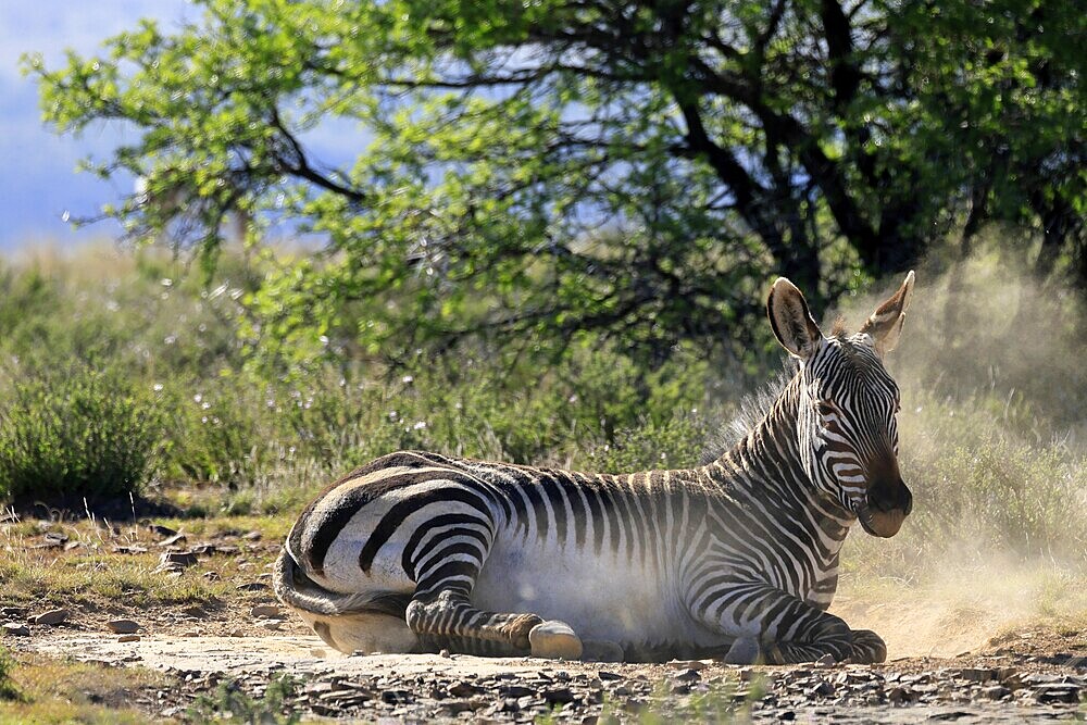 Cape Mountain Zebra (Equus zebra zebra), adult, sand bath, grooming, Mountain Zebra National Park, Eastern Cape, South Africa