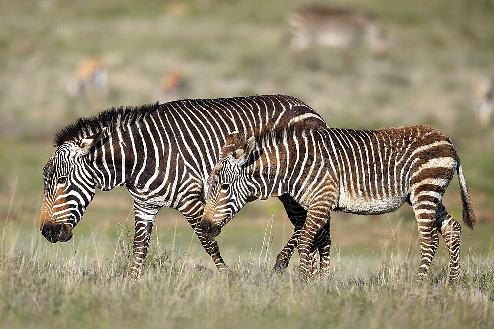 Cape Mountain Zebra (Equus zebra zebra), adult, female, mother, young, foraging, Mountain Zebra National Park, Eastern Cape, South Africa