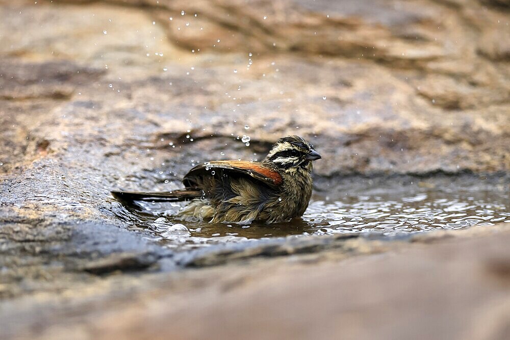 Cape Bunting (Emberiza capensis), adult, at the water, bathing, Mountain Zebra National Park, Eastern Cape, South Africa