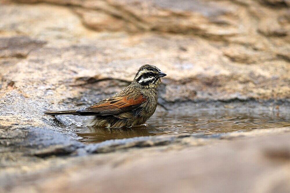 Cape Bunting (Emberiza capensis), adult, at the water, bathing, Mountain Zebra National Park, Eastern Cape, South Africa