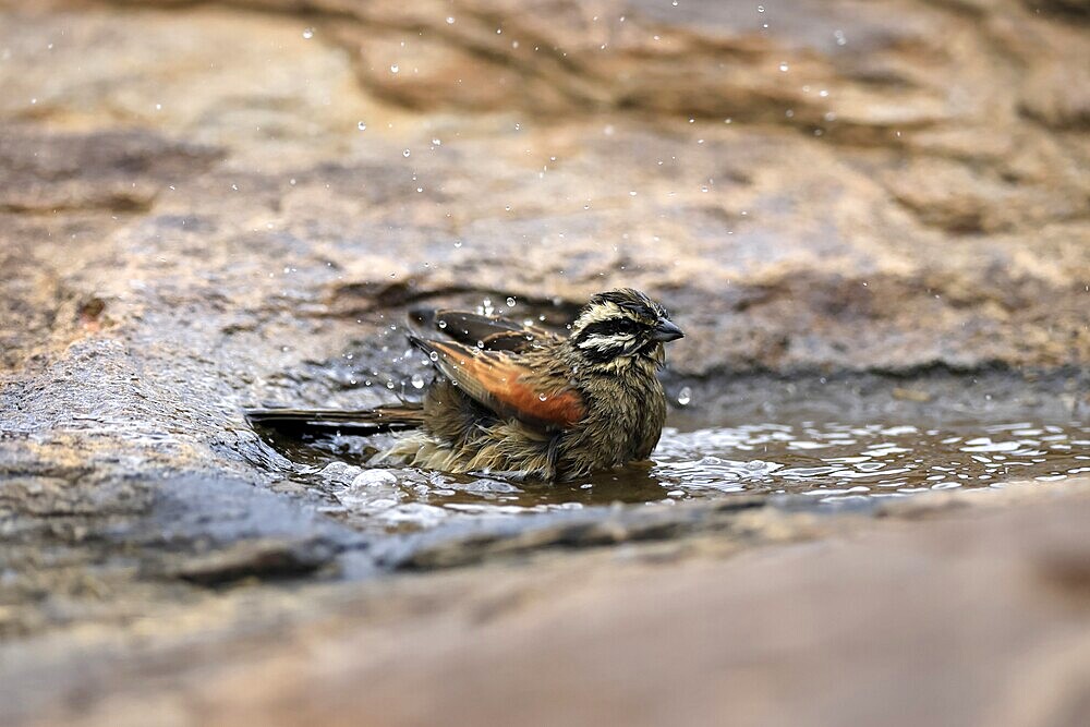 Cape Bunting (Emberiza capensis), adult, at the water, bathing, Mountain Zebra National Park, Eastern Cape, South Africa