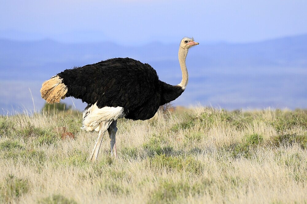 South African ostrich (Struthio camelus australis), adult, male, alert, Mountain Zebra National Park, Eastern Cape, South Africa