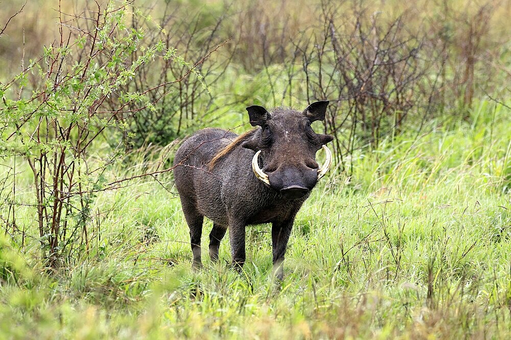 Warthog (Phacochoerus africanus), adult, male, foraging, alert, Kruger, Kruger National Park, South Africa