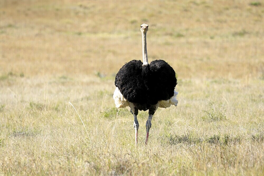 South African ostrich (Struthio camelus australis), adult, male, foraging, Mountain Zebra National Park, Eastern Cape, South Africa