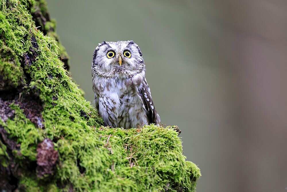 Great Horned Owl (Aegolius funereus), Great Horned Owl, adult, on tree, moss, alert, in spring, Šumava, Czech Republic