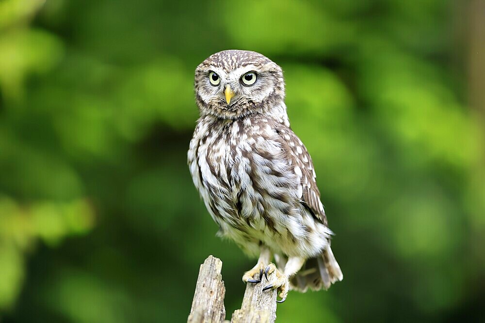Pygmy Owl (Glaucidium passerinum), adult, in spring, perch, vigilant, Šumava, Czech Republic