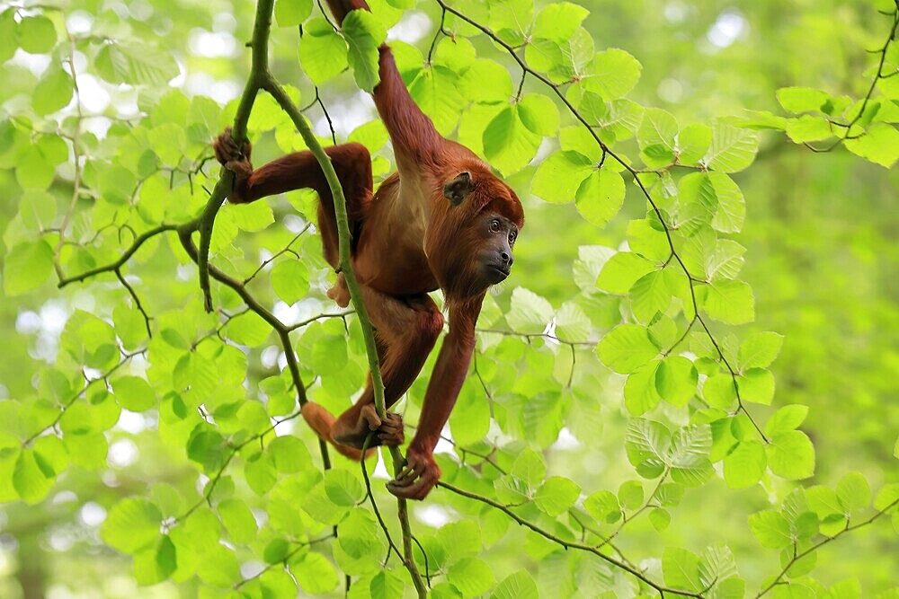 Venezuelan red howler (Alouatta seniculus), adult, male, climbing, tree, vigilant, South America