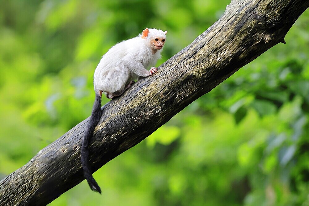 Silver marmoset (Mico argentatus, Syn.: Callithrix argentata), silver marmoset, adult, sitting on tree trunk, alert, South America
