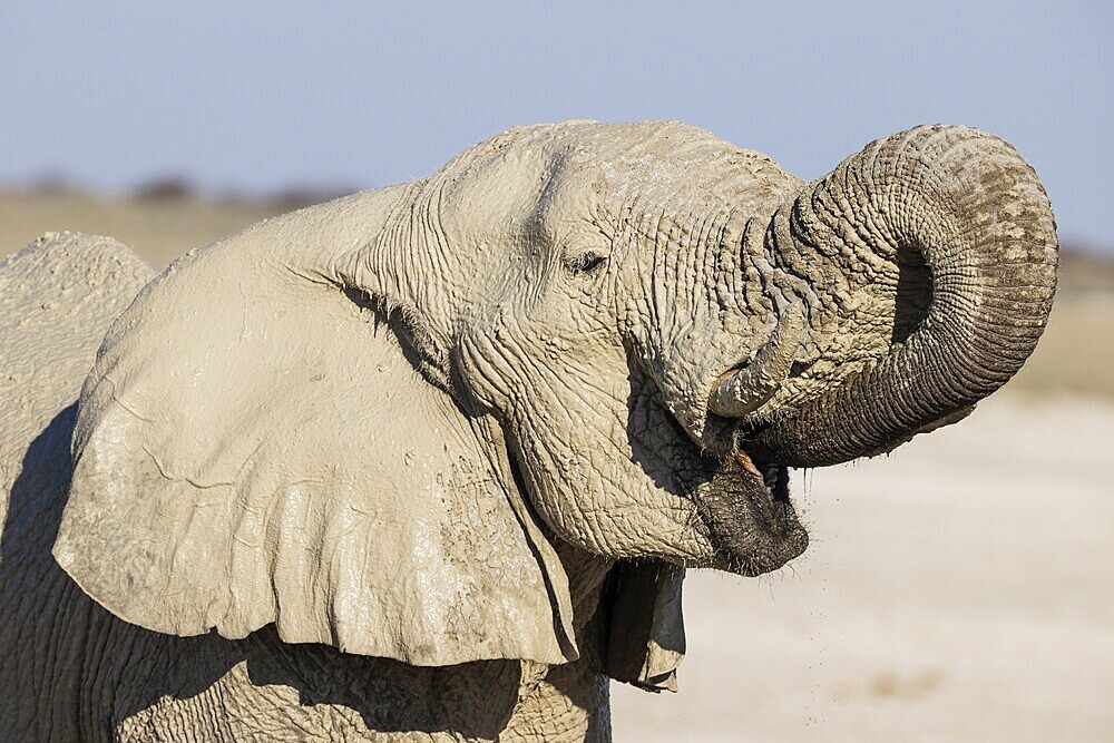 African Elephant (Loxodonta africana). Female drinking at a waterhole. Etosha National Park, Namibia
