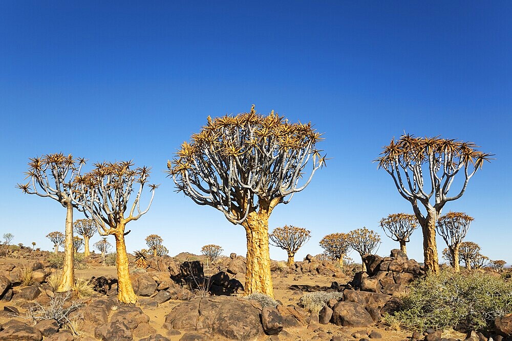 Quiver Tree (Aloidendron dichotomum). Quiver tree forest, Keetmanshoop, Southern Namibia