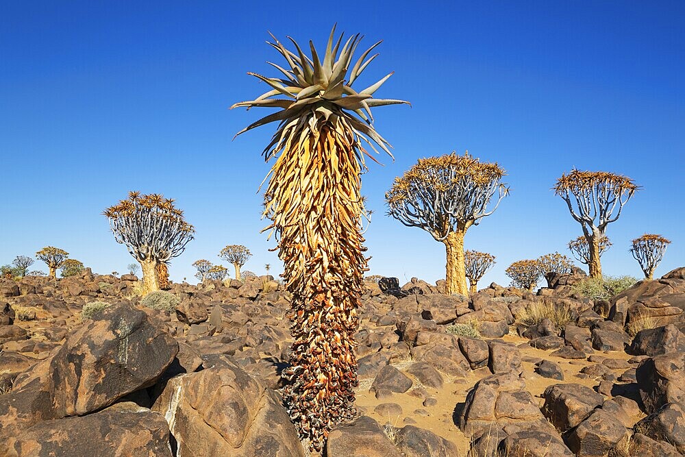 Aloe littoralis and Quiver Trees (Aloidendron dichotomum). Quiver tree forest, Keetmanshoop, Southern Namibia