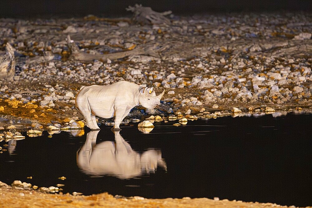 Black Rhinoceros (Diceros bicornis). Also called Hook-lipped Rhinoceros. At night at the floodlit waterhole of the Okaukuejo Camp. Etosha National Park, Namibia
