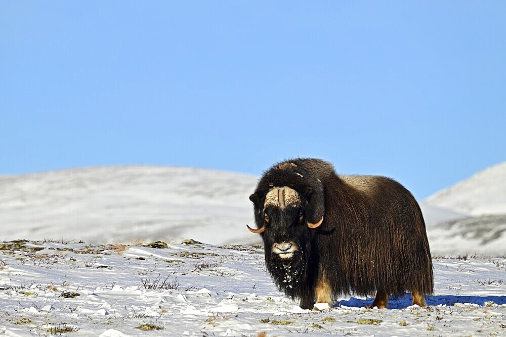 Musk ox (Ovibos moschatus) in the snow, Dovrefjell-Sunndalsfjella National Park, Norway