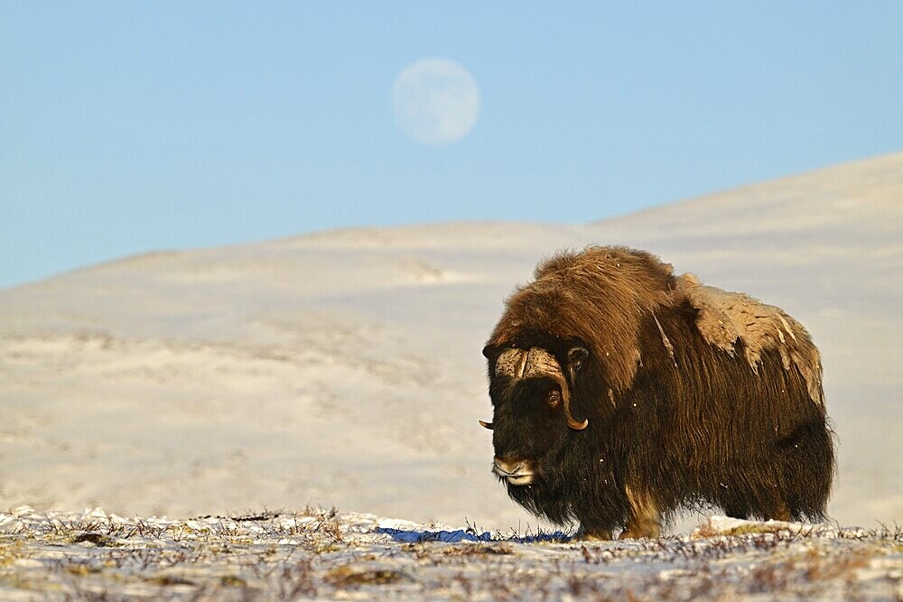Musk ox (Ovibos moschatus) in the soft light of the evening sun in the snow with a full moon in the sky, Dovrefjell-Sunndalsfjella National Park, Norway