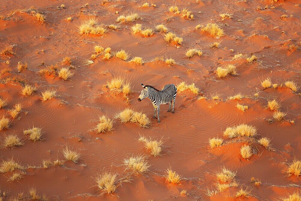 Hartmann's Mountain Zebra (Equus zebra hartmannae). At a sandy plain in the Namib Desert. Aerial view from a helicopter. Namib-Naukluft Park, Namibia