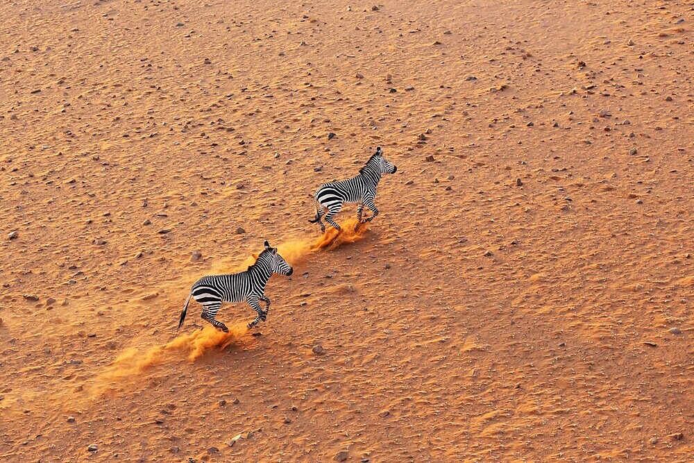 Hartmann's Mountain Zebra (Equus zebra hartmannae). At a sandy plain in the Namib Desert. Aerial view from a helicopter. Namib-Naukluft Park, Namibia