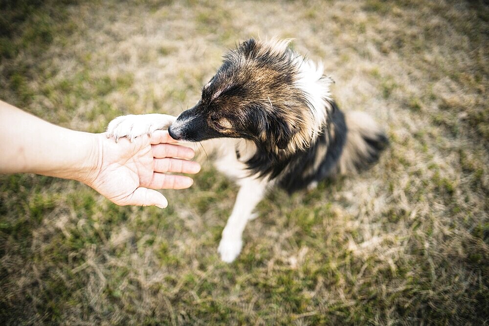 A dog on grass touching a human hand in a friendly manner