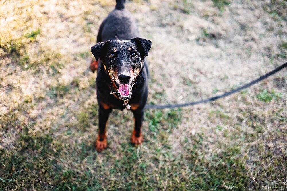 A happy black dog on a leash standing on a grassy area