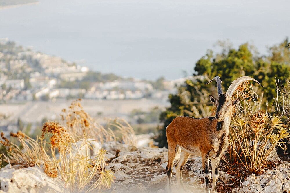 A mountain goat stands on rocky terrain with a backdrop of distant town and sea under the soft light