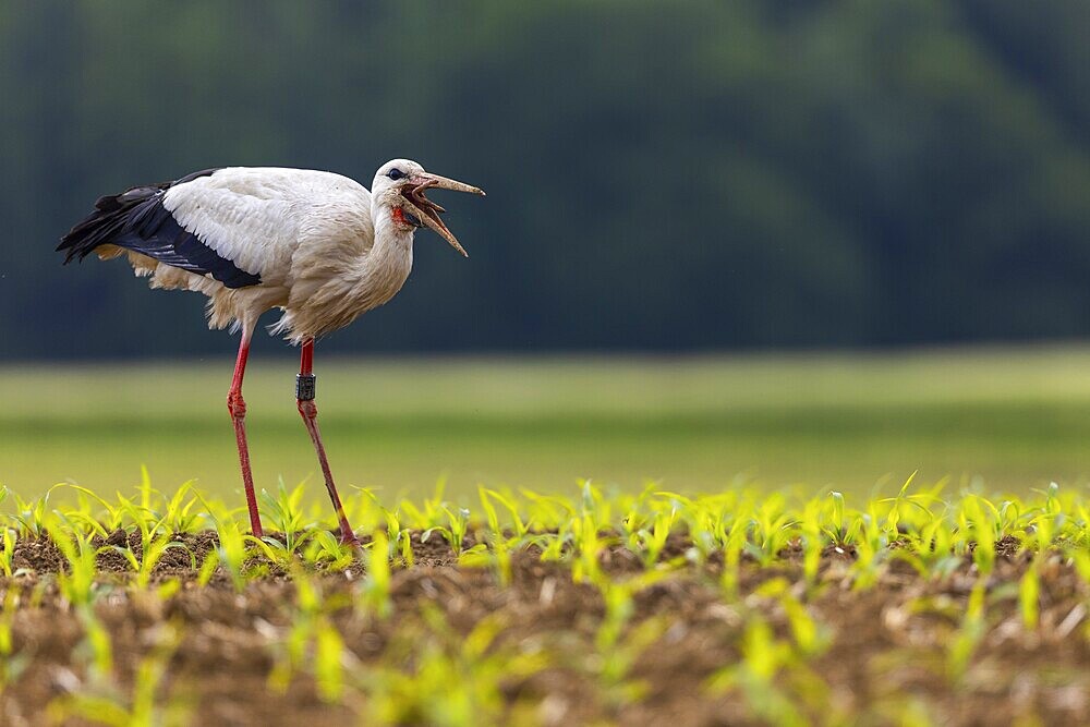 White stork (Ciconia ciconia), eating earthworm, farmland, Göggingen, Sigmaringen district, Baden-Württemberg, Germany