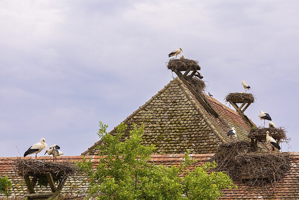 White stork (Ciconia ciconia), many stork nests on the roof of a house, birds, Affenberg Salem, Linzgau, Baden-Württemberg, Germany