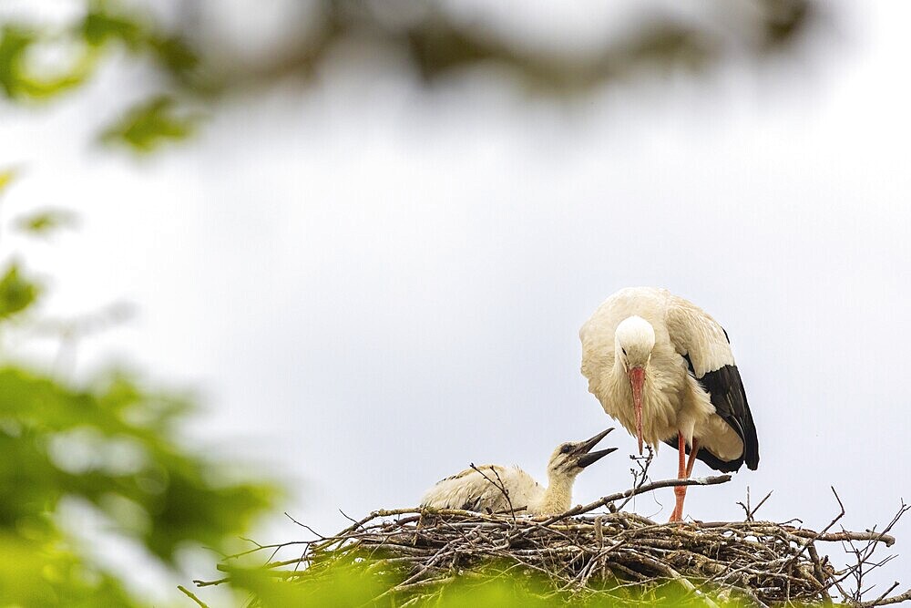 White stork (Ciconia ciconia) in the eyrie, young bird begging for food, birds, Affenberg Salem, Linzgau, Baden-Württemberg, Germany