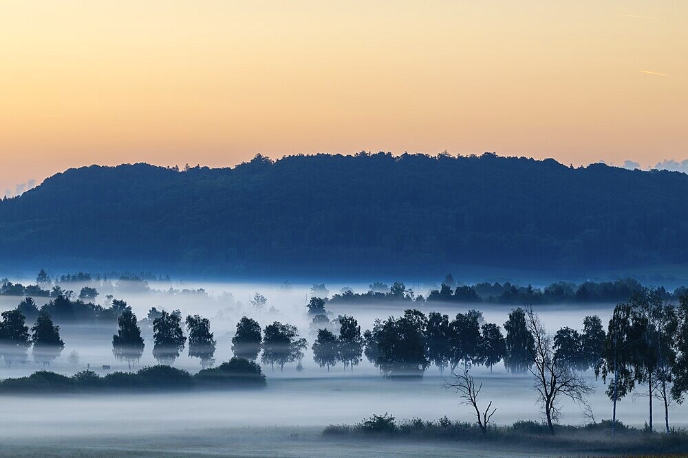 Morning atmosphere in the moor, birch trees (Betula), birch family (Betulaceae), wet meadow, dawn, fog, Pfrunger-Burgweiler Ried, Baden-Württemberg, Germany