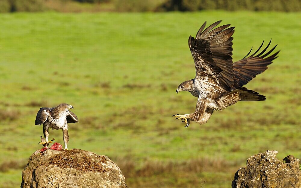 Bonelli's eagle (Aquila fasciata), pair, fighting for food, Andalusia Spain
