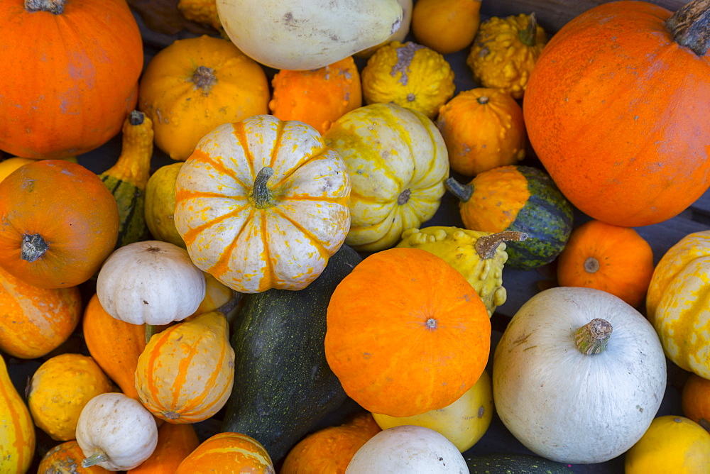 Assorted autumn vegetables, squashes and pumpkins, Derbyshire, England, United Kingdom, Europe