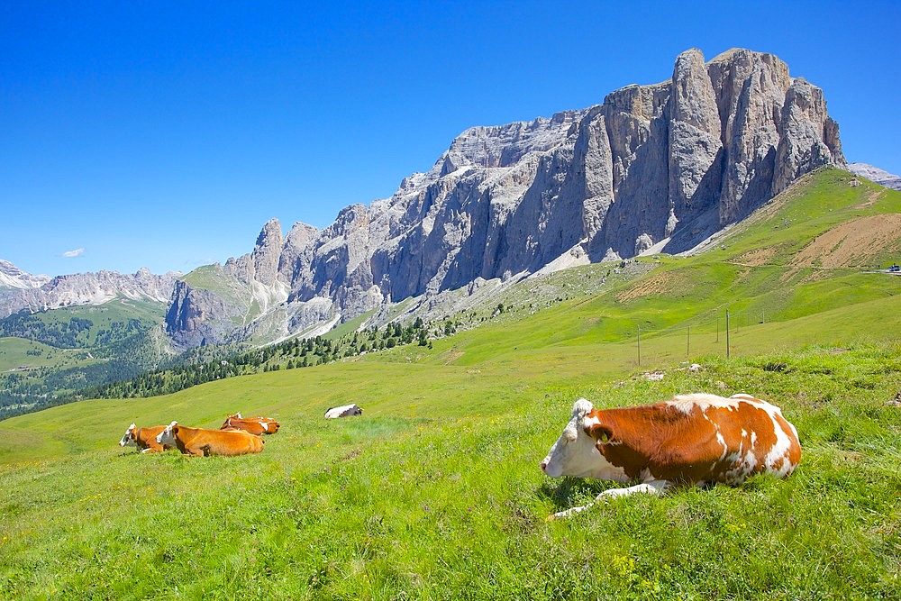 Cattle, Sella Pass, Trento and Bolzano Provinces, Italian Dolomites, Italy, Europe