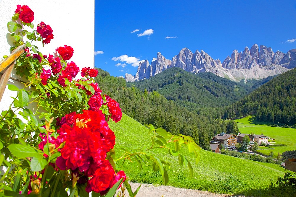 Roses on chalet wall, Val di Funes, Bolzano Province, Trentino-Alto Adige/South Tyrol, Italian Dolomites, Italy, Europe