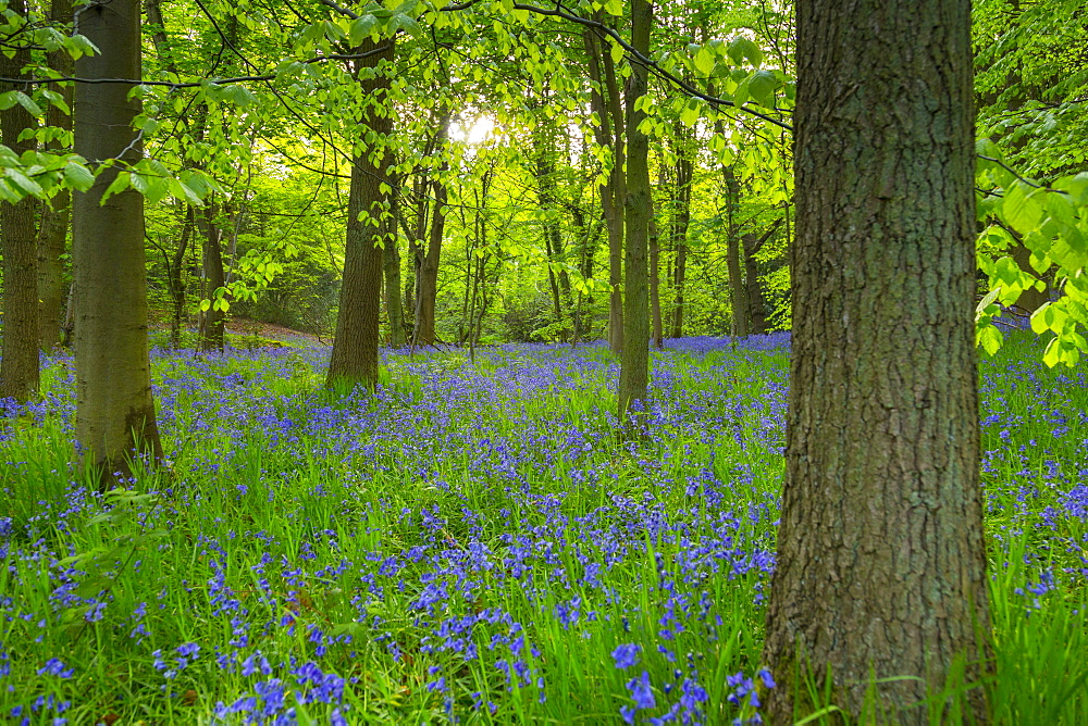 Bluebells in ancient woodland of Gillfield Wood, Totley, Sheffield, South Yorkshire, England, United Kingdom, Europe