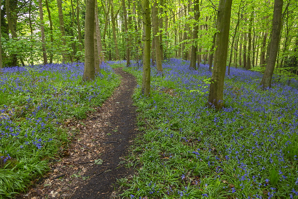 Bluebells in ancient woodland of Gillfield Wood, Totley, Sheffield, South Yorkshire, England, United Kingdom, Europe