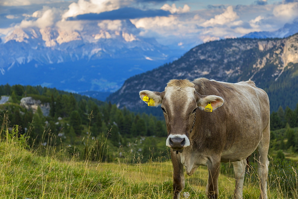 View of landscape and cattle from Marmolada Pass at sunset, South Tyrol, Italian Dolomites, Italy, Europe