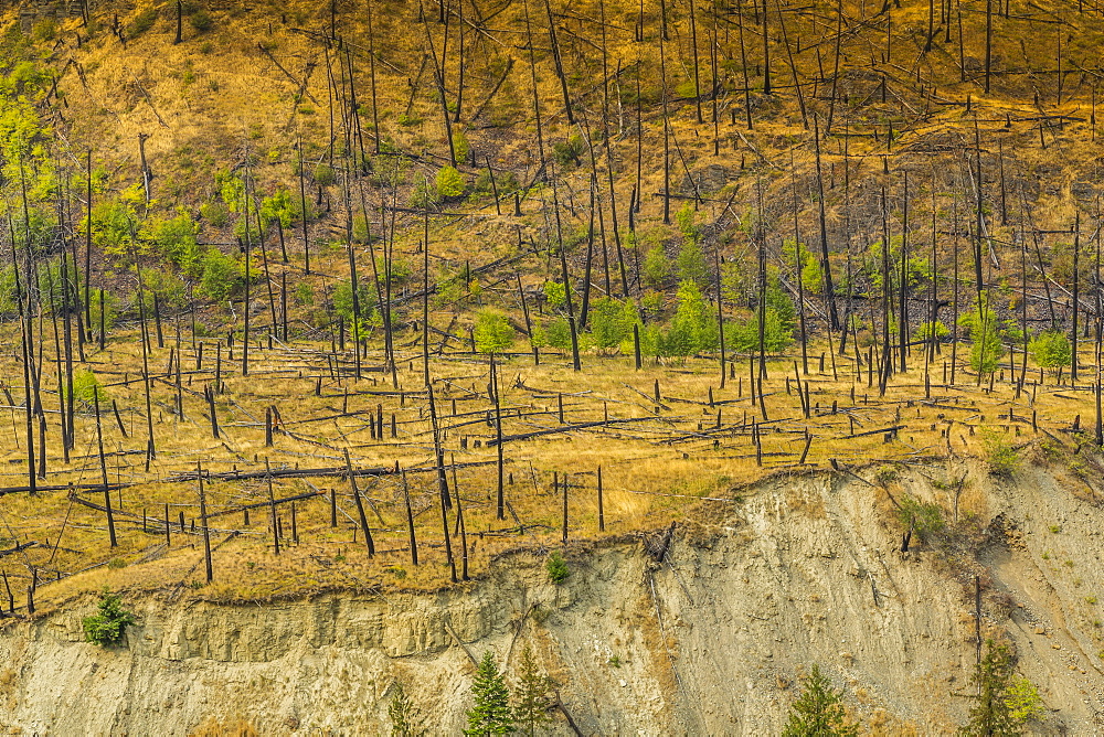 View of barren land following recent fire near Kamloops, British Columbia, Canada, North America