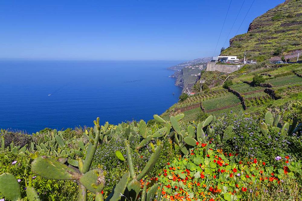 View of Faja dos Padres on South Coast near Cabo Girao, Camara de Lobos, Madeira, Portugal, Atlantic, Europe